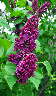 Lilacs.