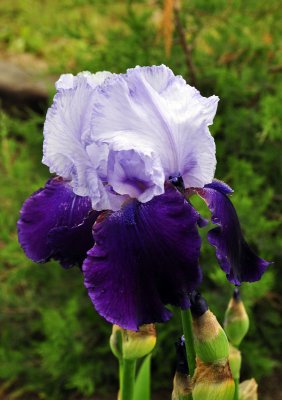 purple-irish.