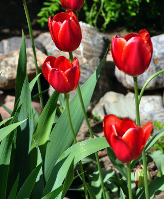 tulips