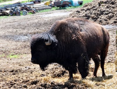 buffalo