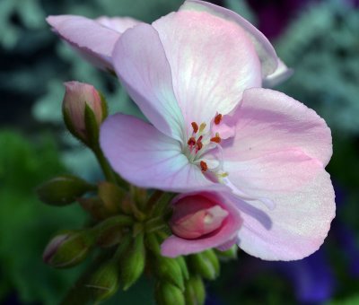 lavender-flower