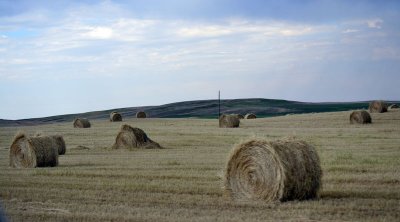 Several-hay-bales