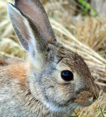 Prairie Animals
