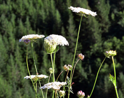 wild-flowers