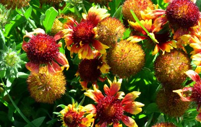 multicolor-flowers