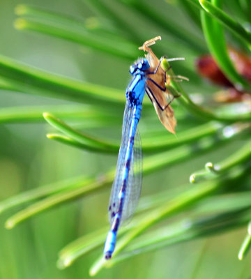 Blue-dragonfly.