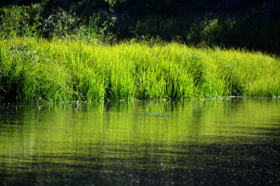 Grass-in-the-river