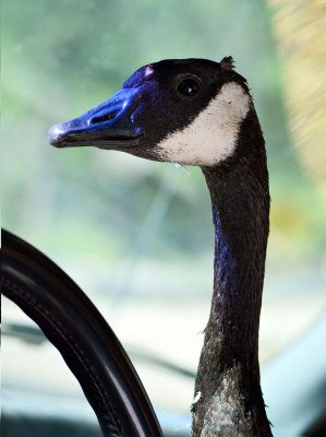 The-goose-that-drove