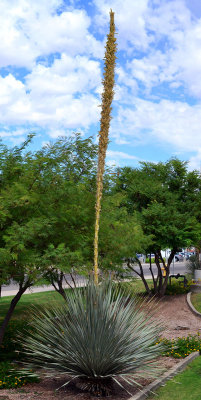 century-plant