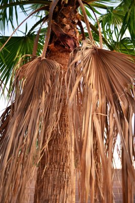 dead-palm-leaves