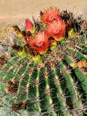 Barrel-cactus-in-bloom