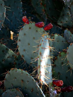 Prickly-pear
