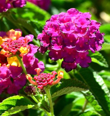 Lantanas.