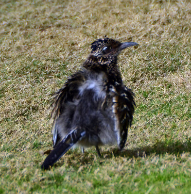 mating roadrunner