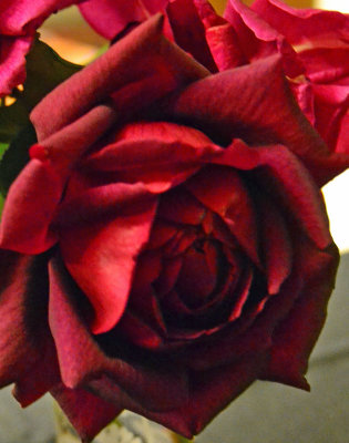 Fresh Rose