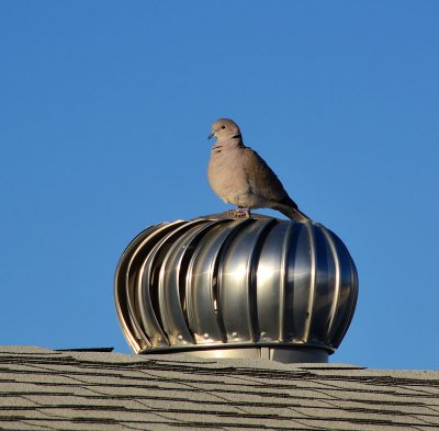 Dove-on-chimney