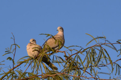 Morning-Doves