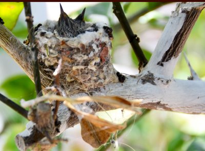 Hummingbirds--in-nest.