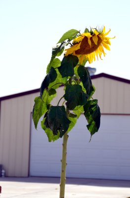 tall-Sunflower.