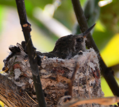 baby-hummingbird