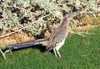 Yuma Moose Golf Day