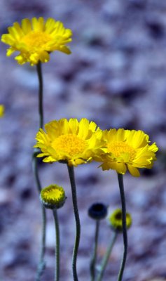 Yellow-Wild-Flowers