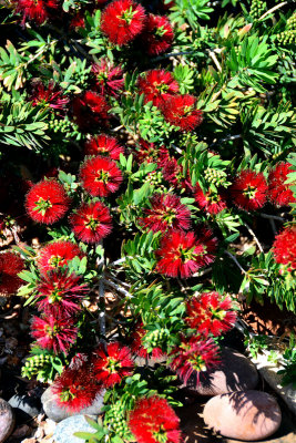 Bottle-brush-bush