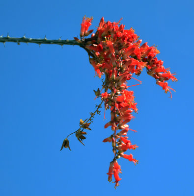 Ocotillo-in-bloom
