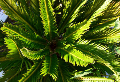 Sago-Palm
