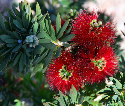 bottle-brush