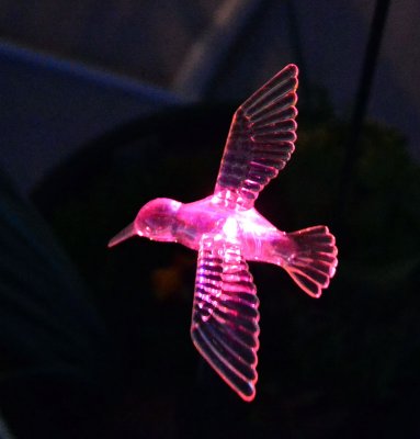 glass-hummingbird