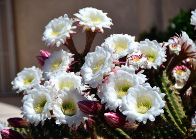 Queen-of-the-Night-Cactus