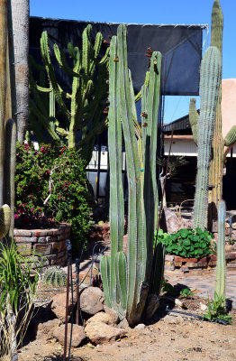 April 1--Cactus Garden near by