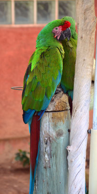 green-parrots
