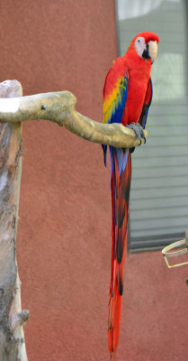 red-parrot-
