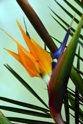  April 6, 2012   bird-of-paradise.