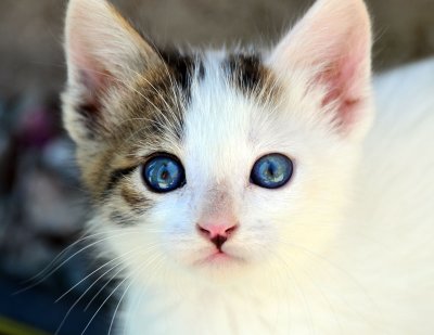 April 10, Kitten next door named Scout