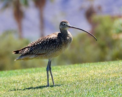 April 15- Curlew