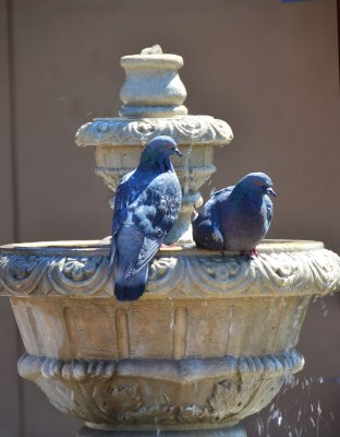 So hot, even the Doves are playing in the water.