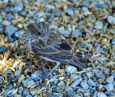 baby bird fell out of his nest.