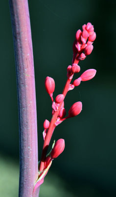 New flower on cactus bush