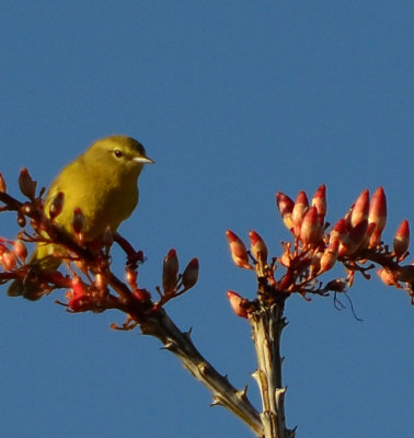 Yellow-bird