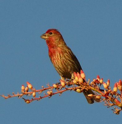 Red breasted Finch