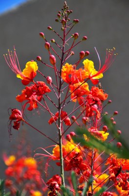 May 22, 2012  Our-Bird-of-Paradise-Flower