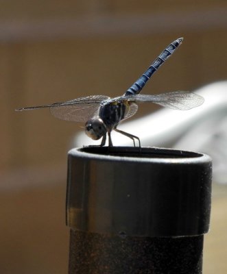 May 27, 2012   Mr Dragonfly
