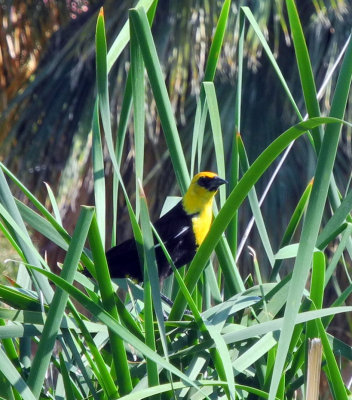 June 3, 2012  Yellow headed blackbirds