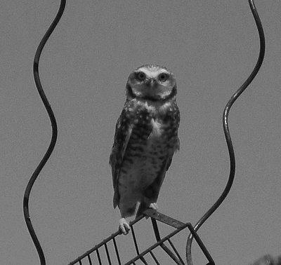 June 9, 2012   Friend the Owl