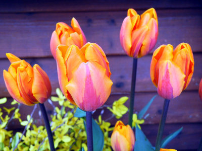 tulips