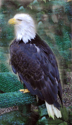 Bald Eagle