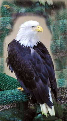 Bald-Eagle